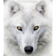 Логотип Белый волк FM